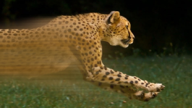 Fast Home Loans - still image of cheetah running so fast that it appears blurred. 